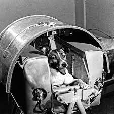 Laika died in space