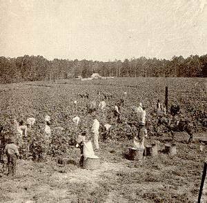 The Rise of Slave Population