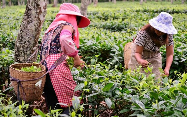Diseño de Estrategias de participación social.
