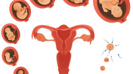 Timeline: línea de tiempo del embarazo