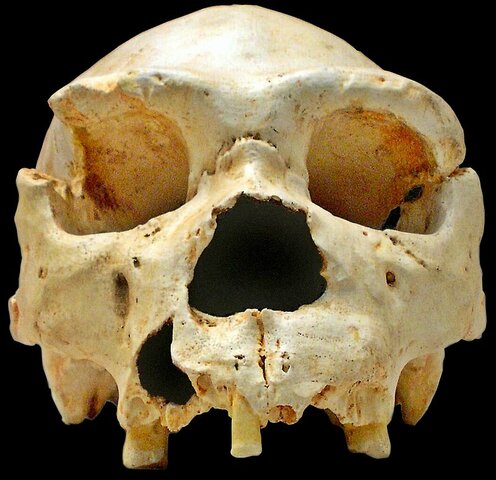 Homo heidelbergensis fosiles