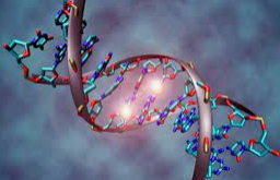 Logran la primera secuencia completa del genoma humano