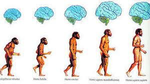 LOS HOMINIDIOS, SU CEREBRO Y EVOLUCIÓN