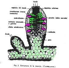 APARICIÓN DEL SISTEMA NERVIOSO