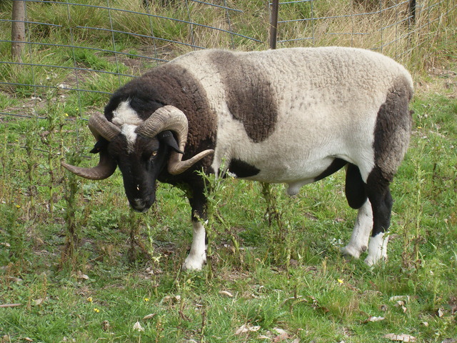 Whammy rules the roost