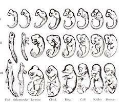 evolución de la biologia