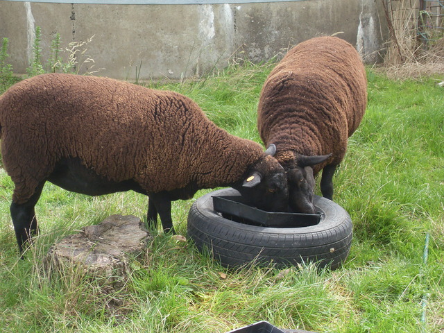 Whammy and Beryl's twin boys.