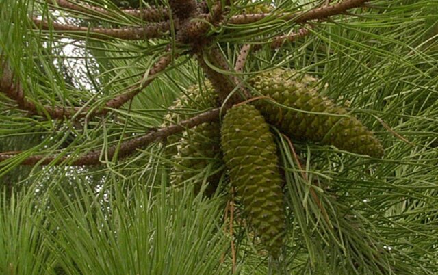 La Gimnospermes comencen a tenir importància