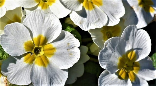 Les Angiospermes es dessenvolupen