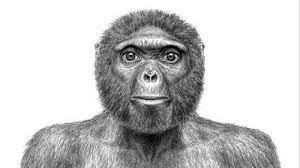 Ardipithecus ramidus