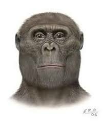Paranthropus aethiopicus