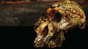 Paranthropus robustus