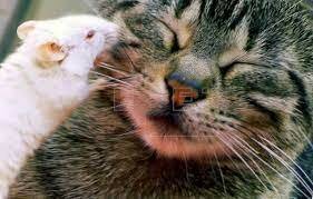 Zing-Yang kuo negó por completo el instinto realizo el experimento llamado “criando gatos”