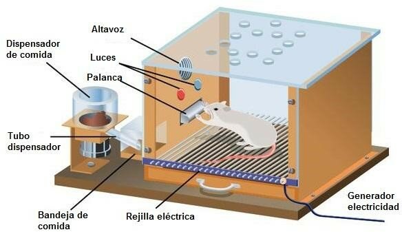 El experimento de Skinner “la rata en la caja”