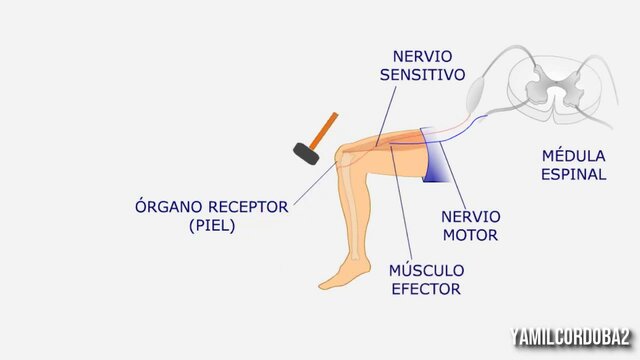 Clark Hull publica “UN SISTEMA CONDUCTUAL”