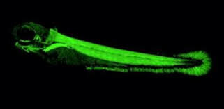 Peces electricos  "los egipcios"