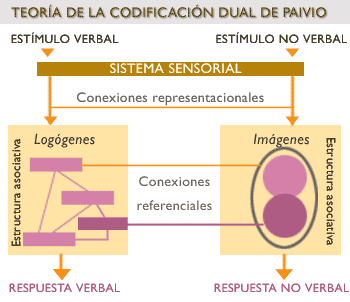 Paivio (1971) propuso que el conocimiento se almacena de manera verbal y visual.