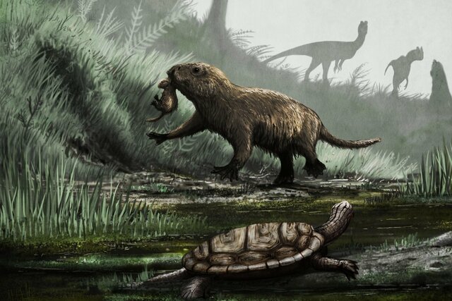 Evolució dels mamífers