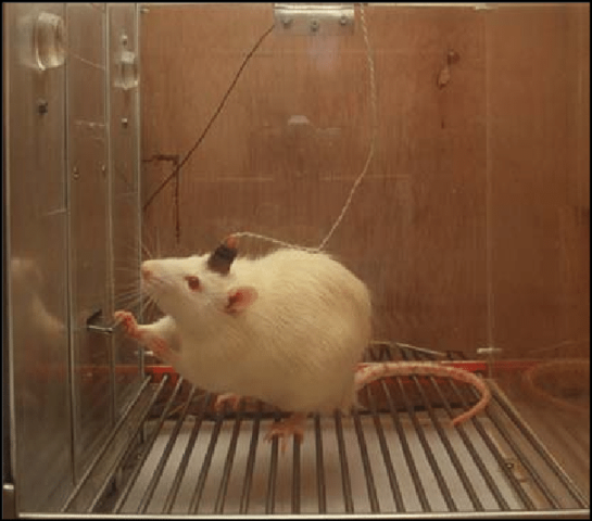 Crece el termino terapia de conducta.