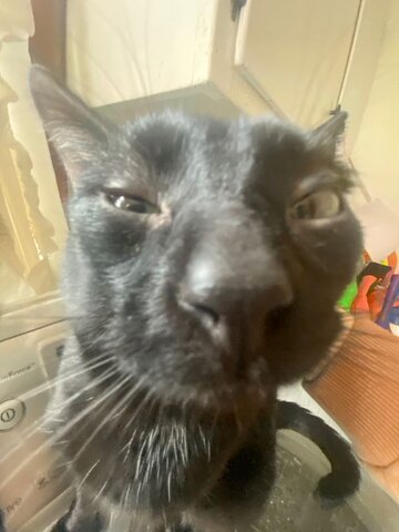 Dismissing the Commander in Chief