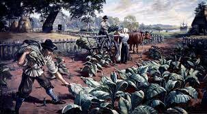 First Tobacco Crop Planted