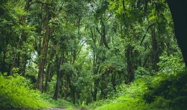 Ley General de Desarrollo Forestal Sustentable