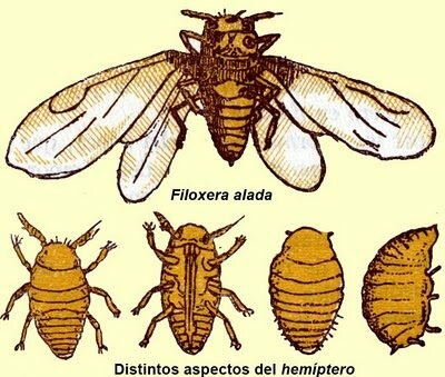 La plaga de la filoxera