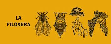 La plaga de la filoxera