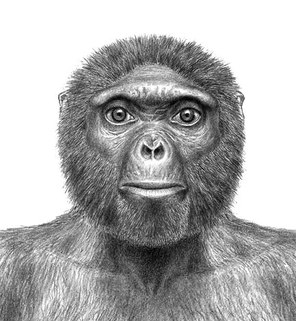 1. Ardipithecus ramidus