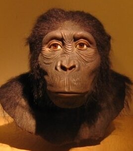 1. Australopithecus anamensis