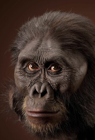 1. Australopithecus afarensis