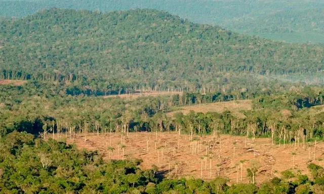 Áreas forestales y políticas
