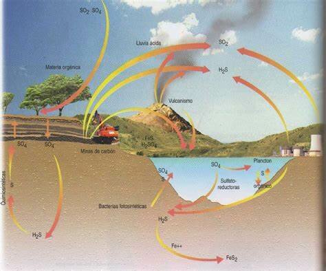 Ciclo del Azufre