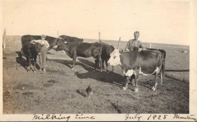 Cattle Ranching Begins