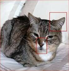 El machine learning aprende a identificar gatos.