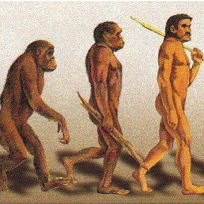 Timeline: Evolución del género Homo más reciente