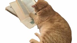 Timeline: Judá's life♡