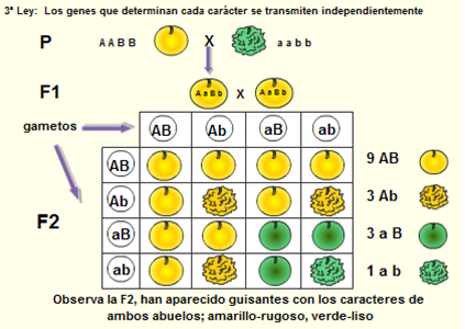 Hechos significativos: la Genética de Mendel. H. Exótico