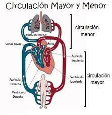 Circulación menor de la sangre
