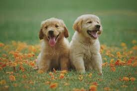 naixaqment de la meva gosa