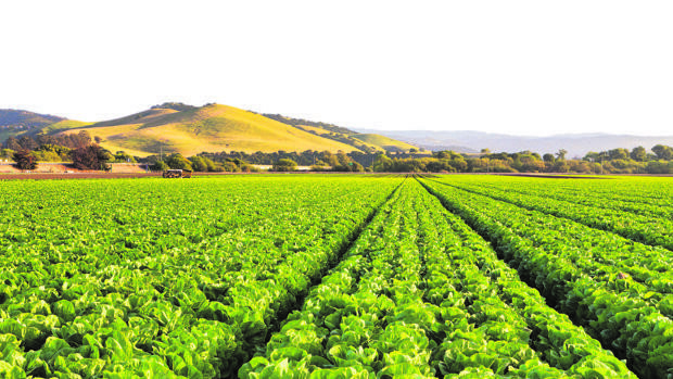 Descobriment de l'agricultura i la remaderia.