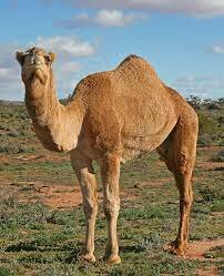 West Africans Domesticate Camels