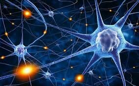 El surgimiento del sistema nervioso