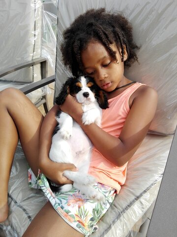 el meu gos es conberteix en un germa