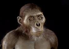 L'australopithecus