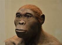 Homo Habilis