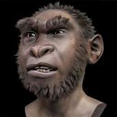 Homo Ergaster