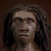 Homo Erectus