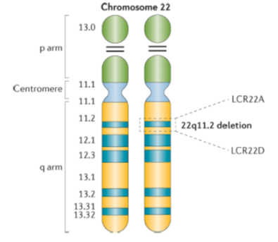 Secuencia del cromosoma numero 22