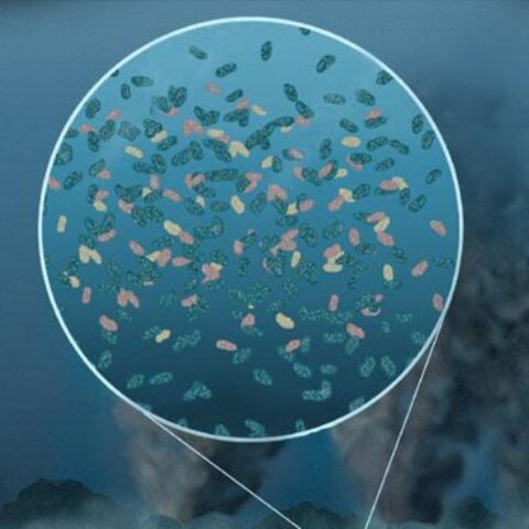 PRIMEROS SIGNOS DE VIDA MICROSCÓPICA Hace 3.700 Millones de Años